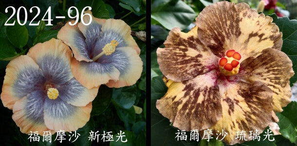 Formosa Aurora Glow x Formosa Glaze Night Hibiscus rosa sinensis