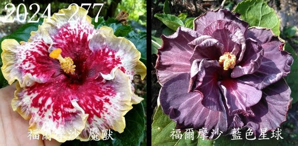 Formosa Dream Beaster x Formosa Blue Planet Hibiscus rosa sinensis