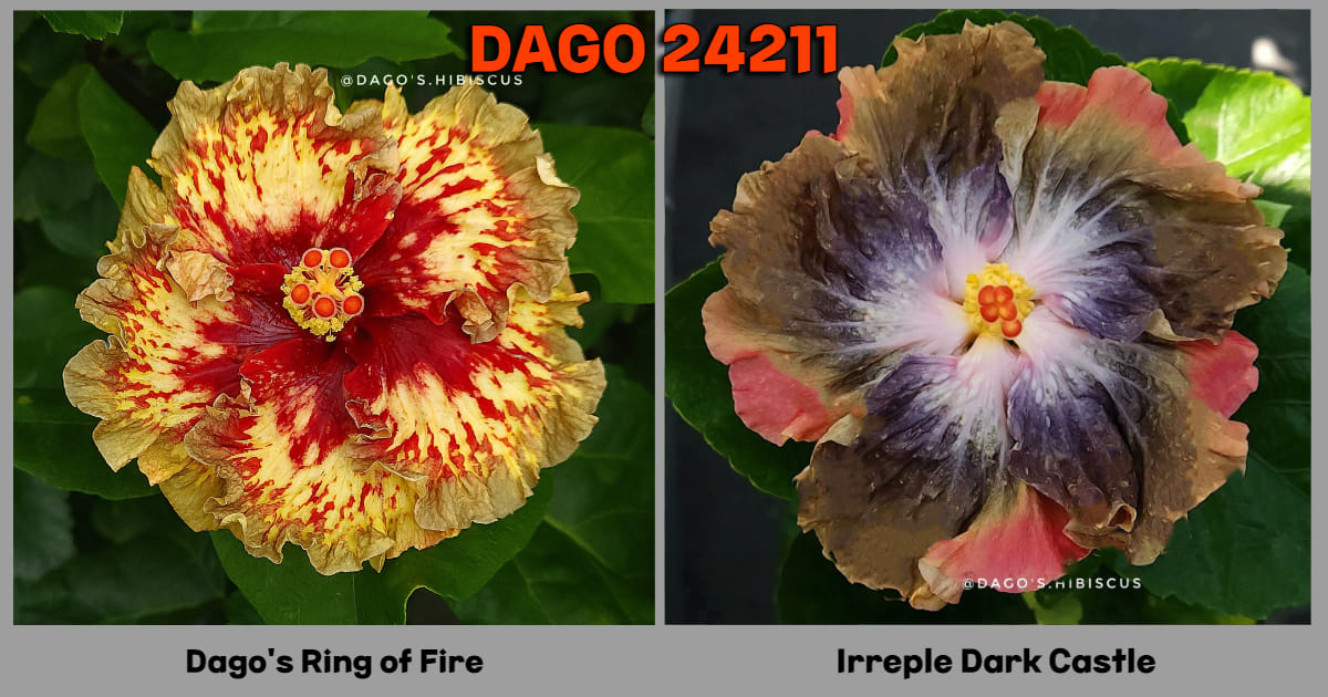 Dago`s Ring of Fire x Irreple Dark Castle Hibiscus rosa sinensis Dago 24-211