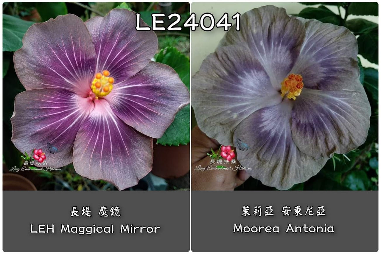 LEH Magical Mirror x Moorea Antonia Hibiscus rosa sinensis Kreuzungspflanze