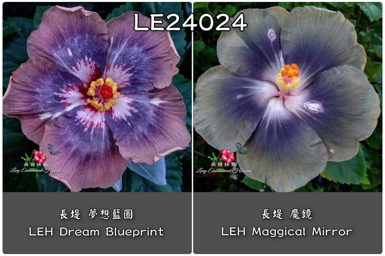 LEH Dream Blueprint x LEH Magical Mirror Hibiscus rosa sinensis