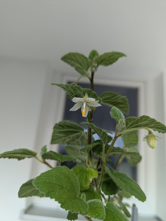 Hibiscus fuscus 10 Samen