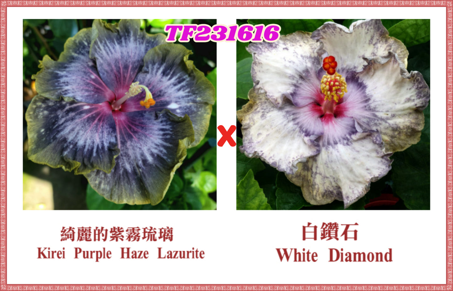 Kirei Purple Haze Lazurite x White Diamond Hibiscus rosa sinensis TF231616