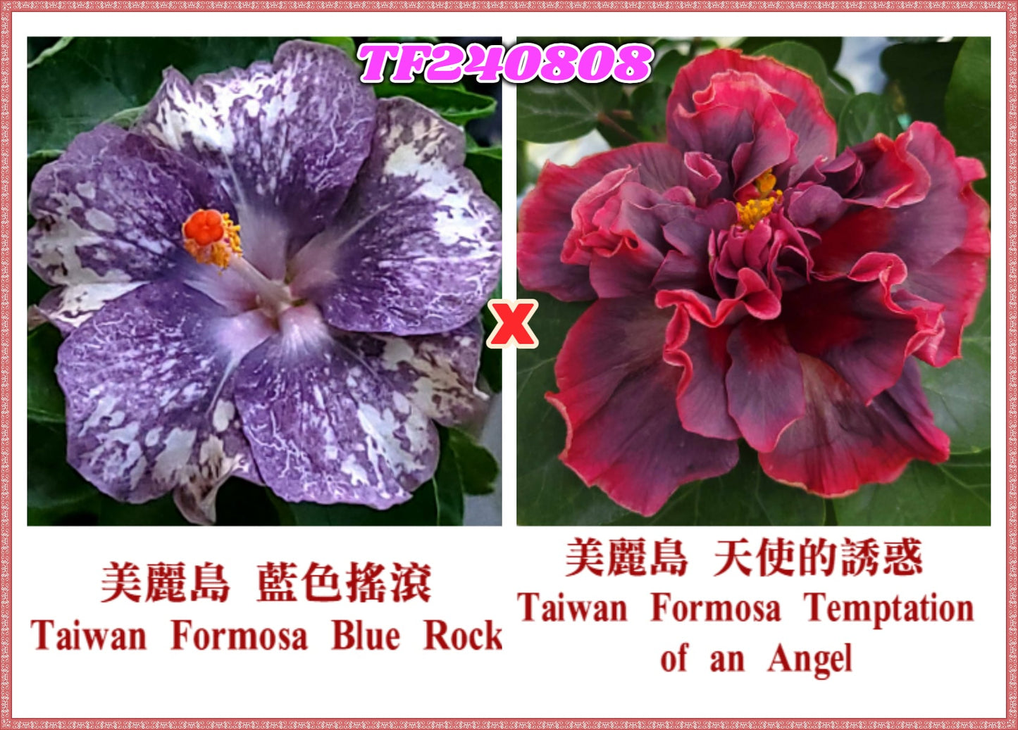Taiwan Formosa Blue Rock x Taiwan Formosa Temptation of an Angel Hibiscus rosa sinensis