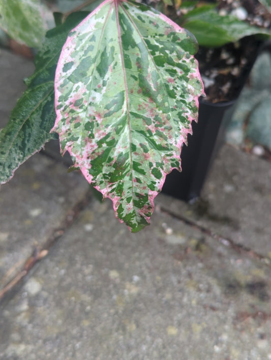 Hibiscus Naselai variegata