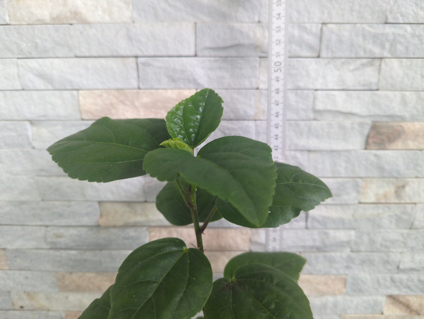 Dago`s Ring of Fire x Irreple Dark Castle Hibiscus rosa sinensis Dago 24-211