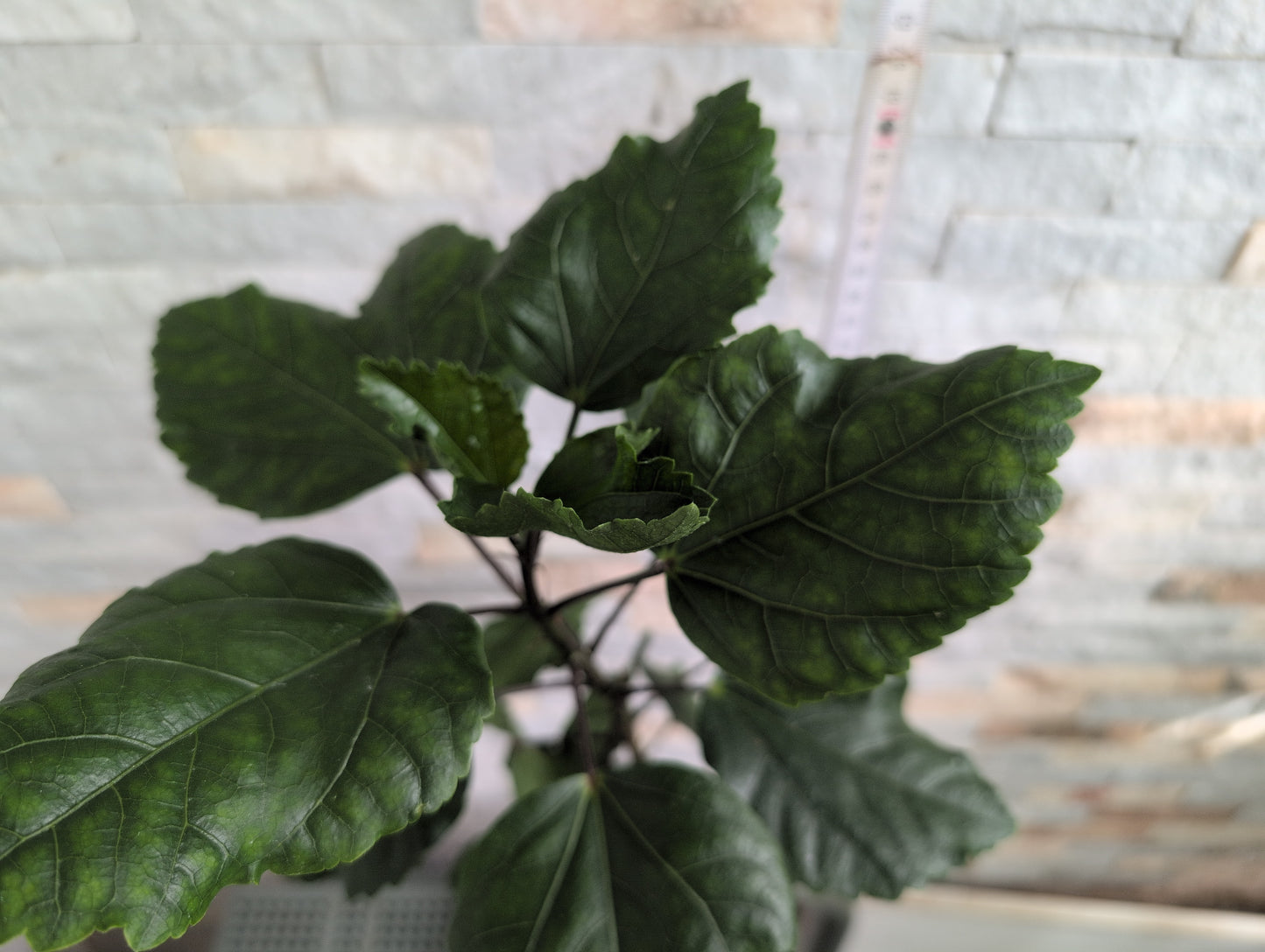 Formosa Aurora Glow x Formosa Glaze Night Hibiscus rosa sinensis