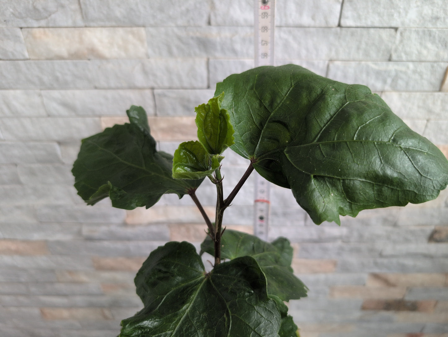 HVH Genie in a Bottle x Shueishalian King Devil Hibiscus rosa sinensis