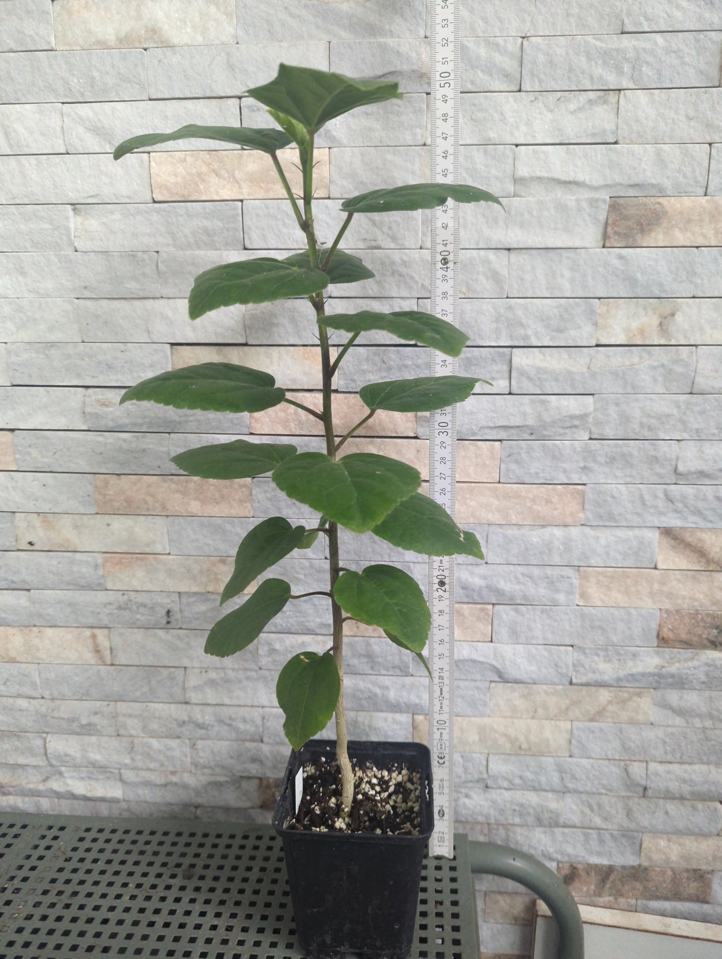 Dago`s Ring of Fire x Irreple Dark Castle Hibiscus rosa sinensis Dago 24-211