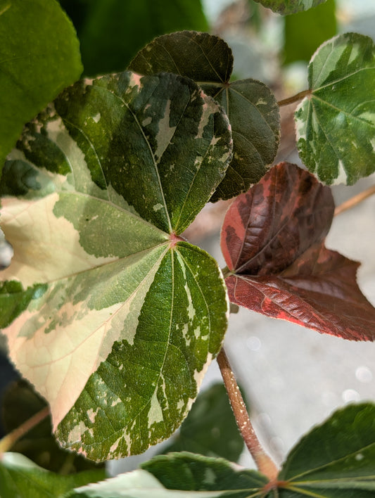 Hibiscus tiliaceus variegata - Rarität