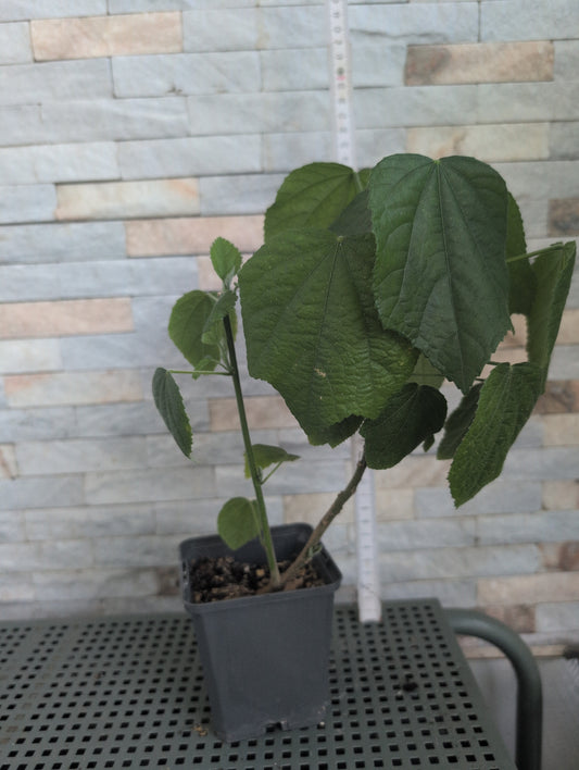 Hibiscus calyphyllus