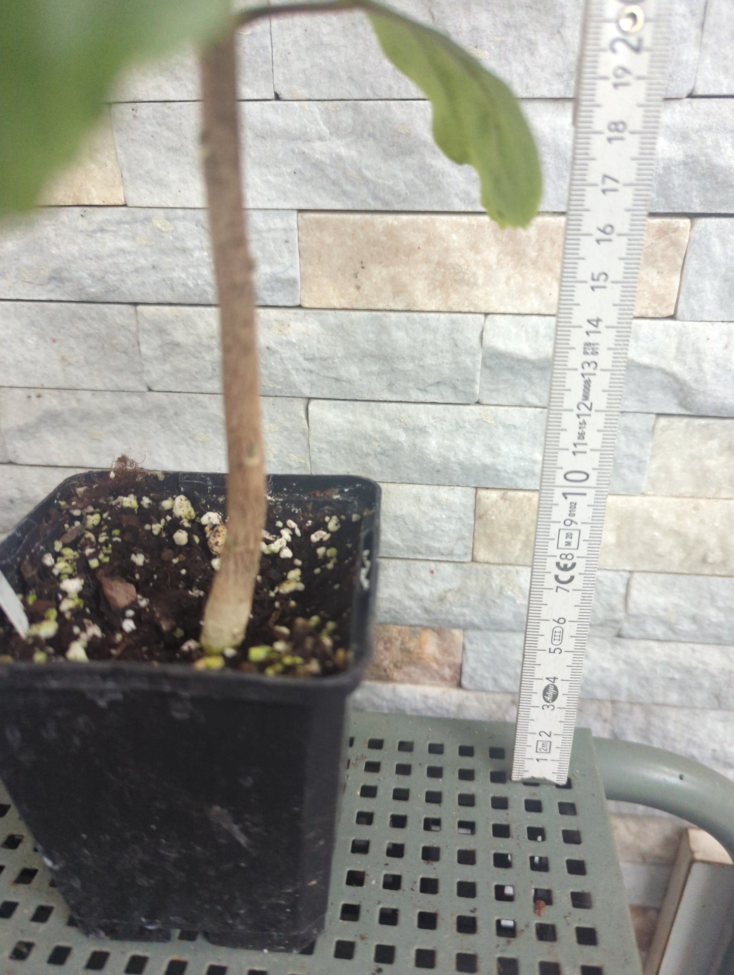 Formosa Dream Beaster x Formosa Blue Planet Hibiscus rosa sinensis