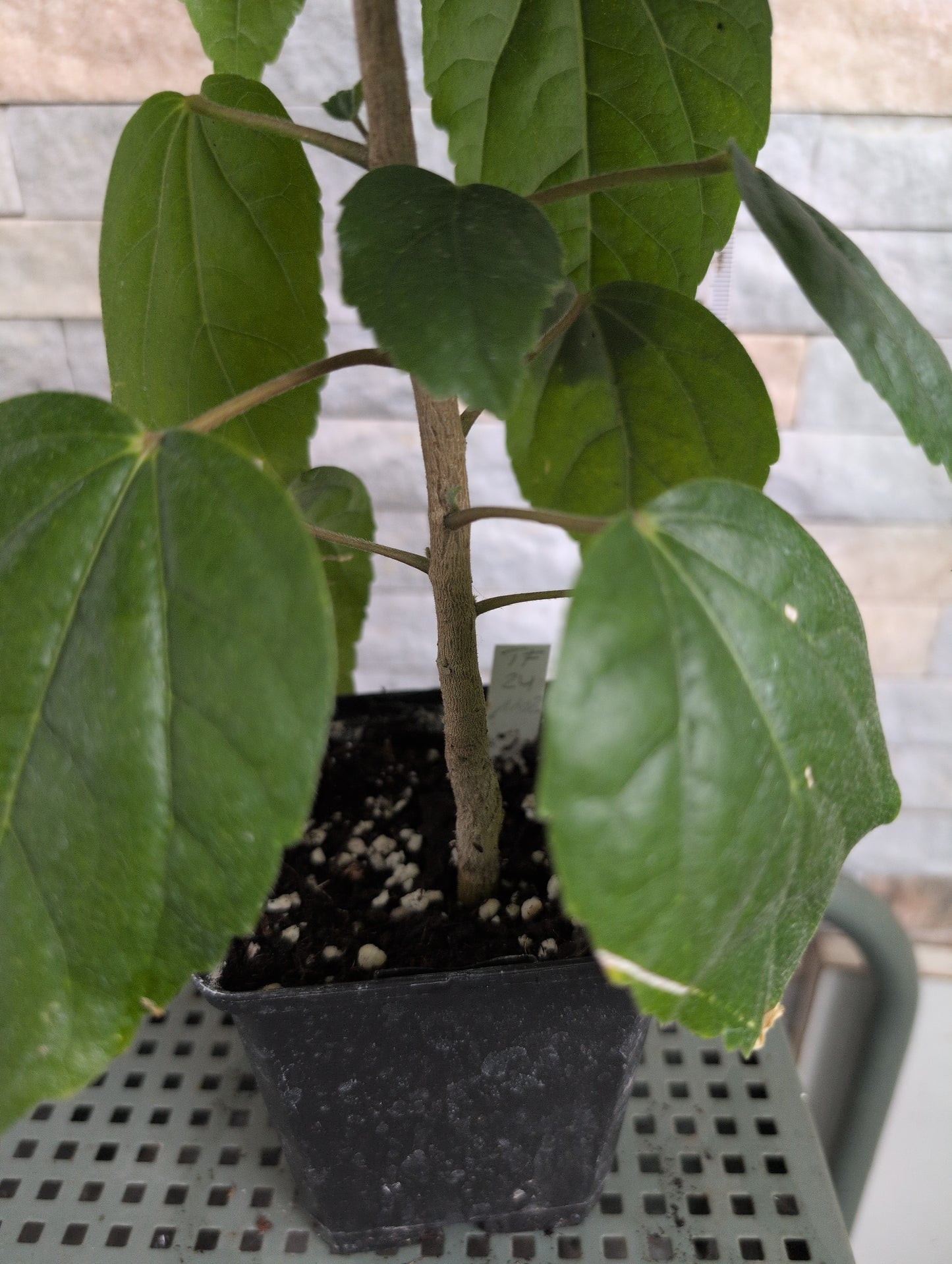 Luv Cure for Ellness x LEH Beta Fish Hibiscus rosa sinensis
