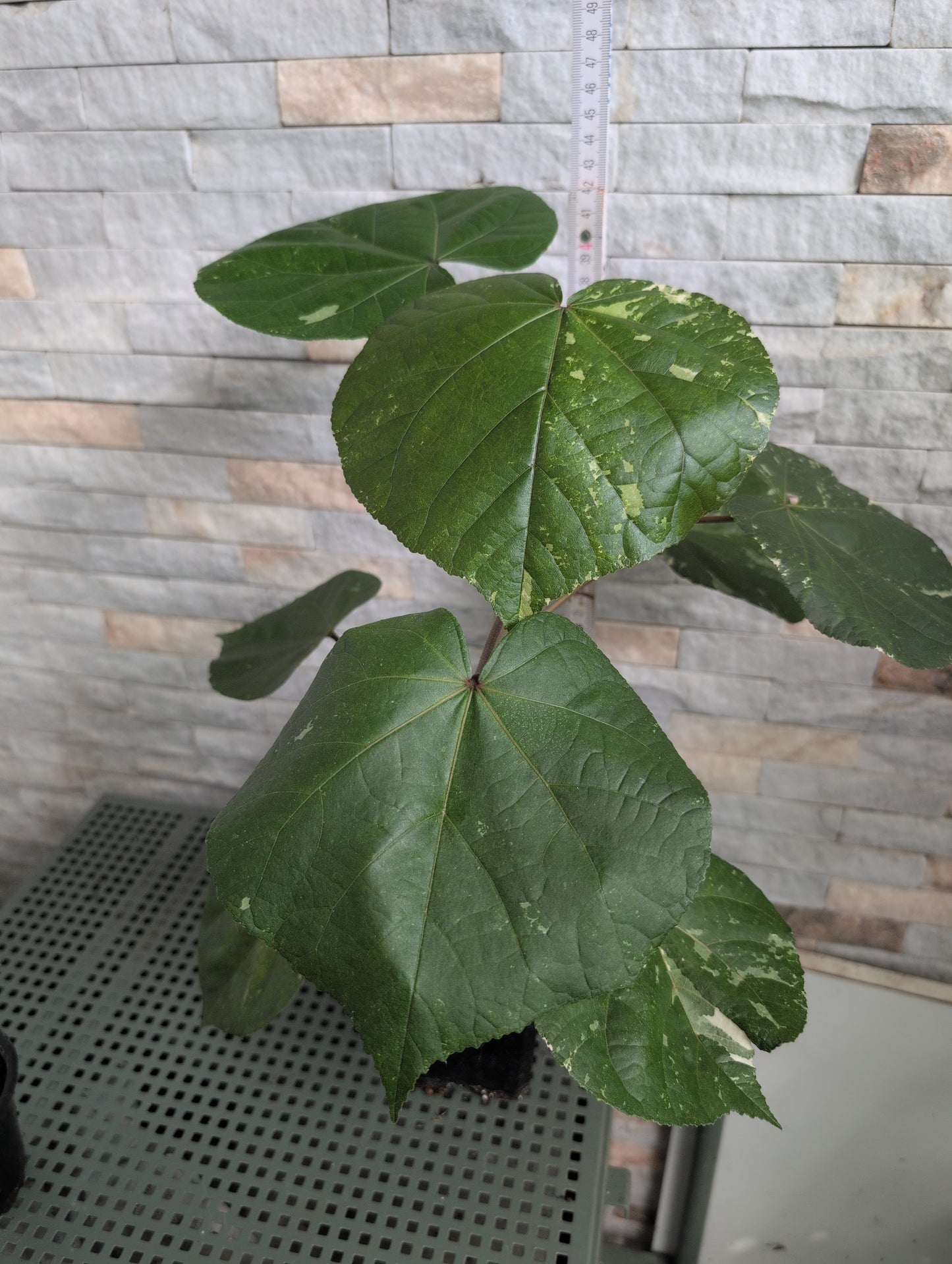Hibiscus tiliaceus variegata - Rarität