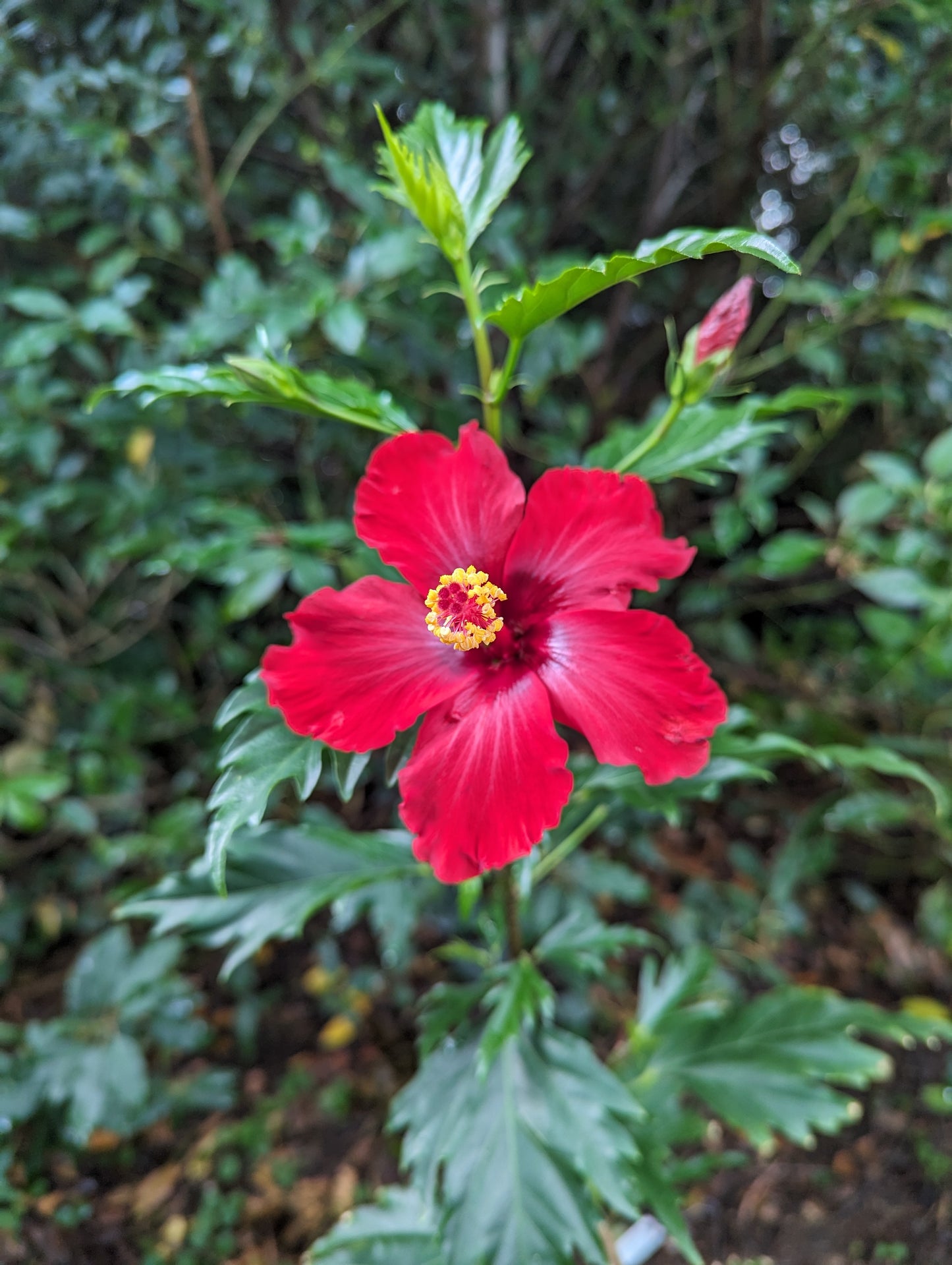 Hibiscus Christmas Dreams