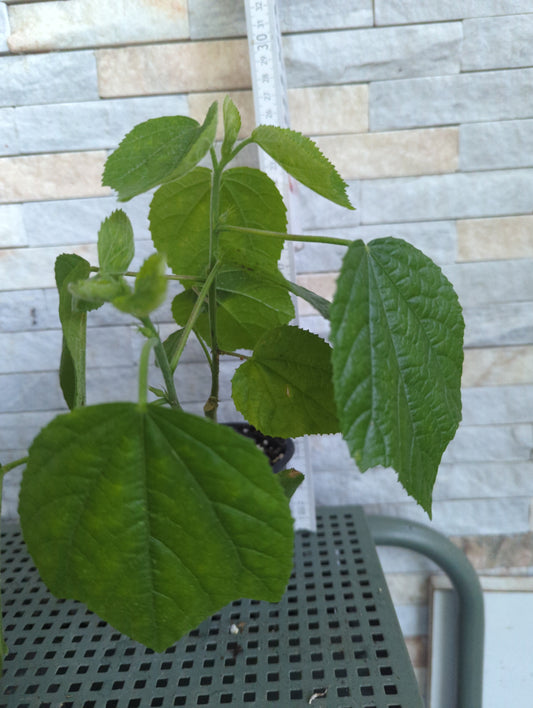 Hibiscus calyphyllus