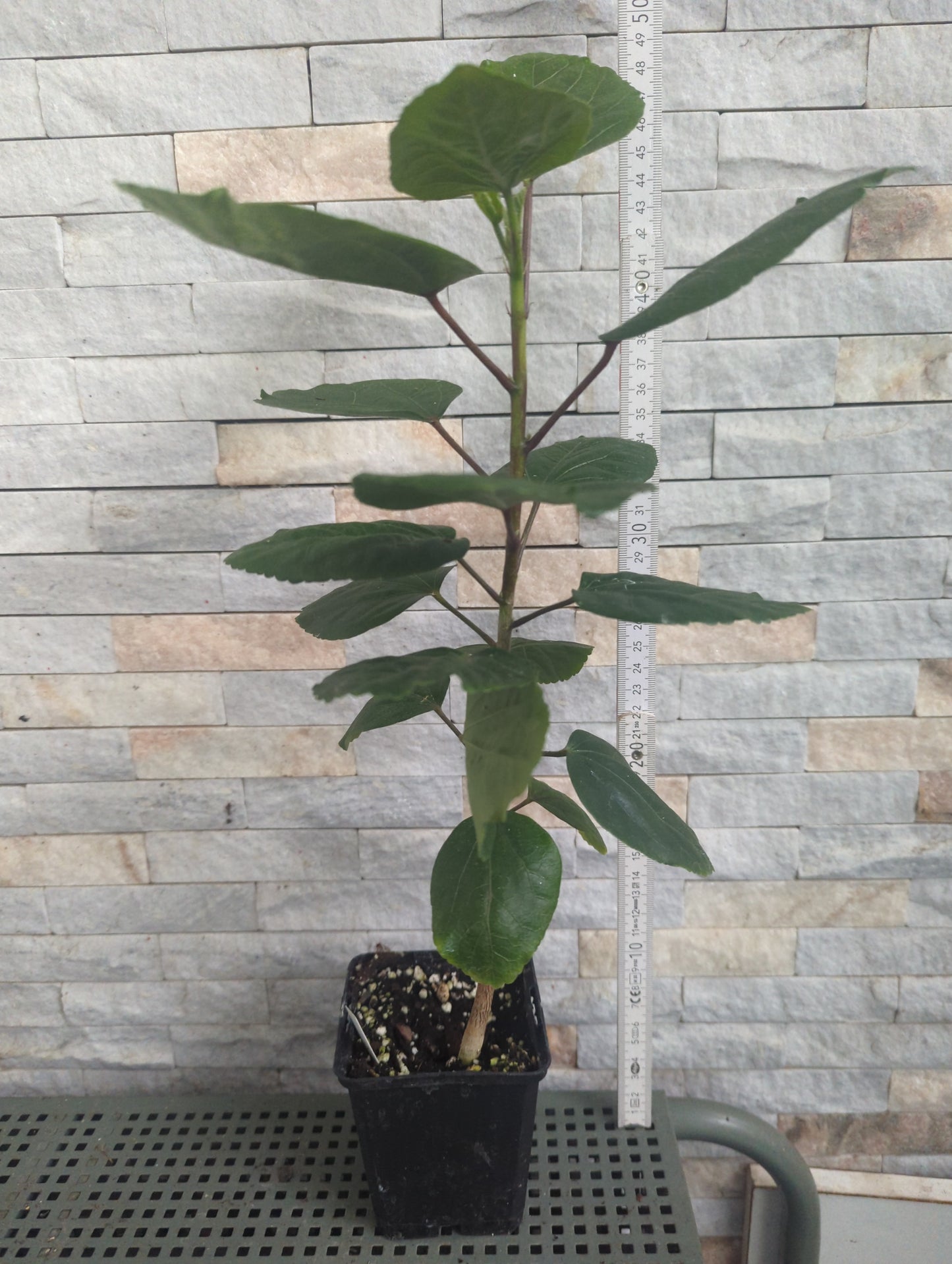 Formosa Dream Beaster x Formosa Blue Planet Hibiscus rosa sinensis