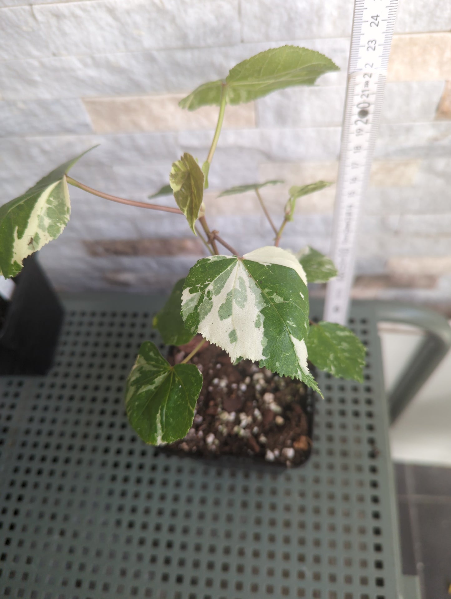 Hibiscus tiliaceus variegata - Rarität