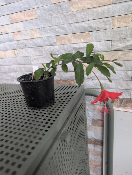Hibiscus grandidieri x greveanus