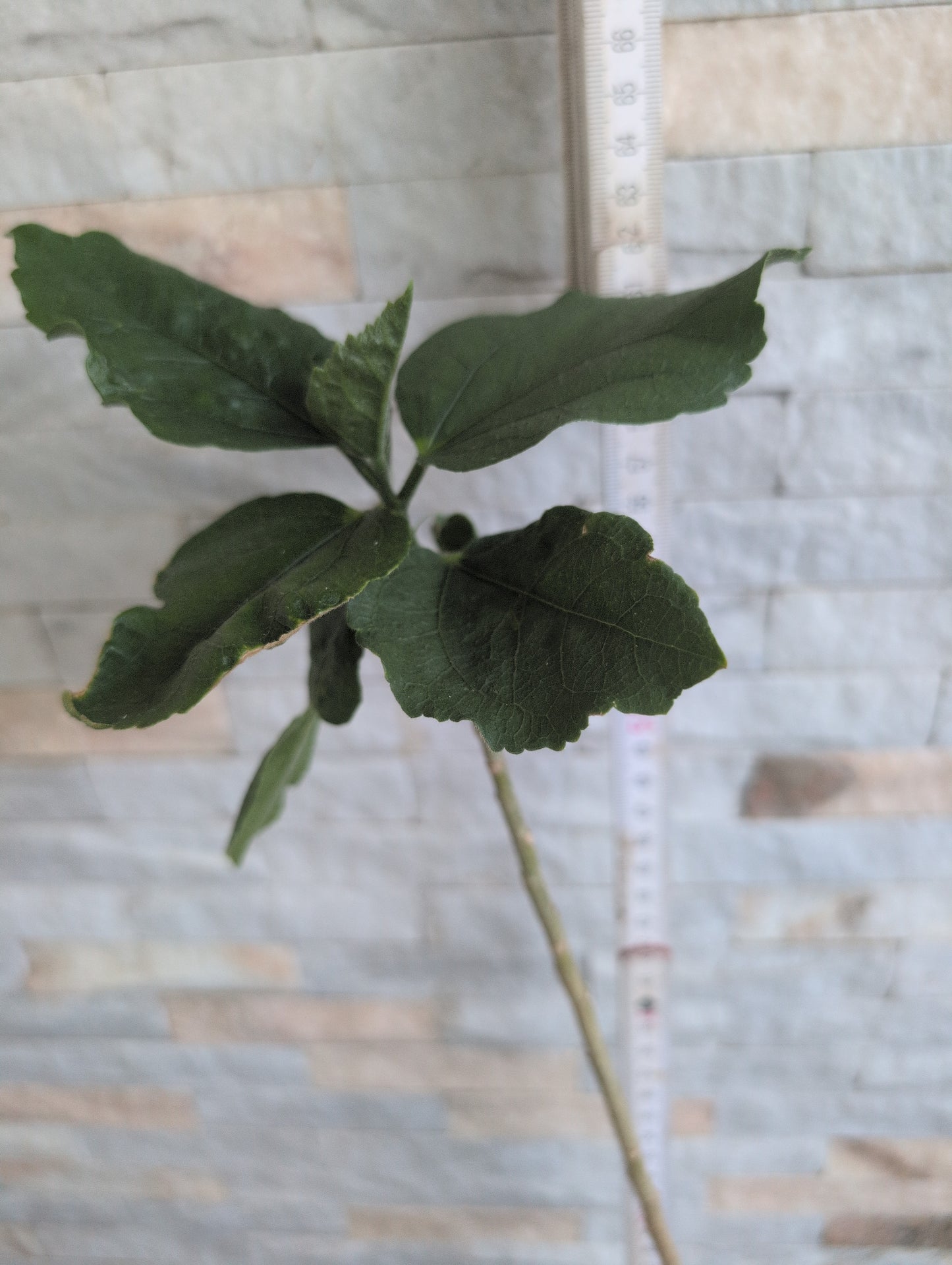 Ishkas Sparkling Moon x Dago's Pepperdance Hibiscus rosa sinens