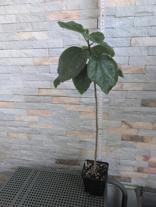 Taiwan Formosa Blue Rock x Taiwan Formosa Temptation of an Angel Hibiscus rosa sinensis