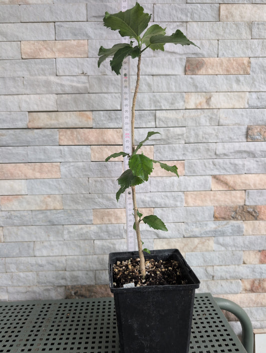 Formosa Green Glaze x Formosa Classical Beauty