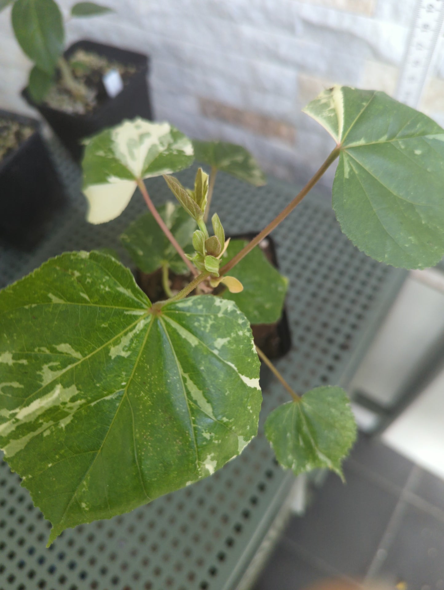 Hibiscus tiliaceus variegata - Rarität
