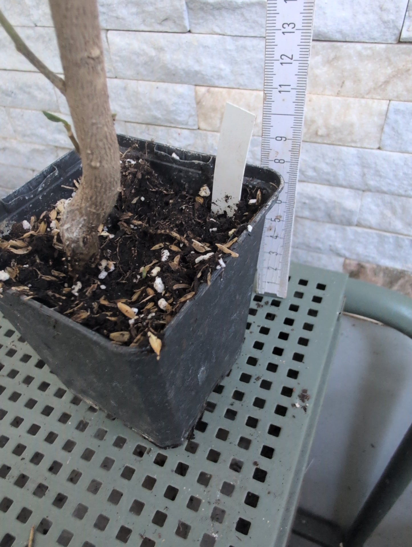 Formosa DARK Smoke x Formosa Whirling Snow Hibiscus rosa sinensis