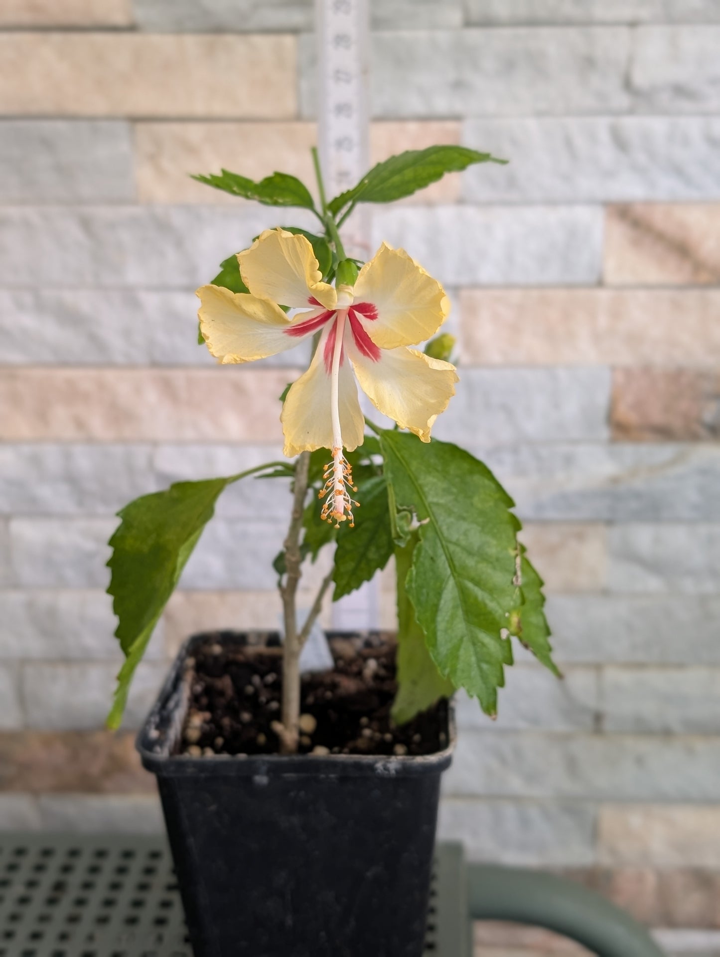 Hibiscus capitolio sport of sport