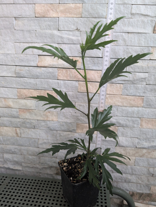 Hibiscus Christmas Dreams