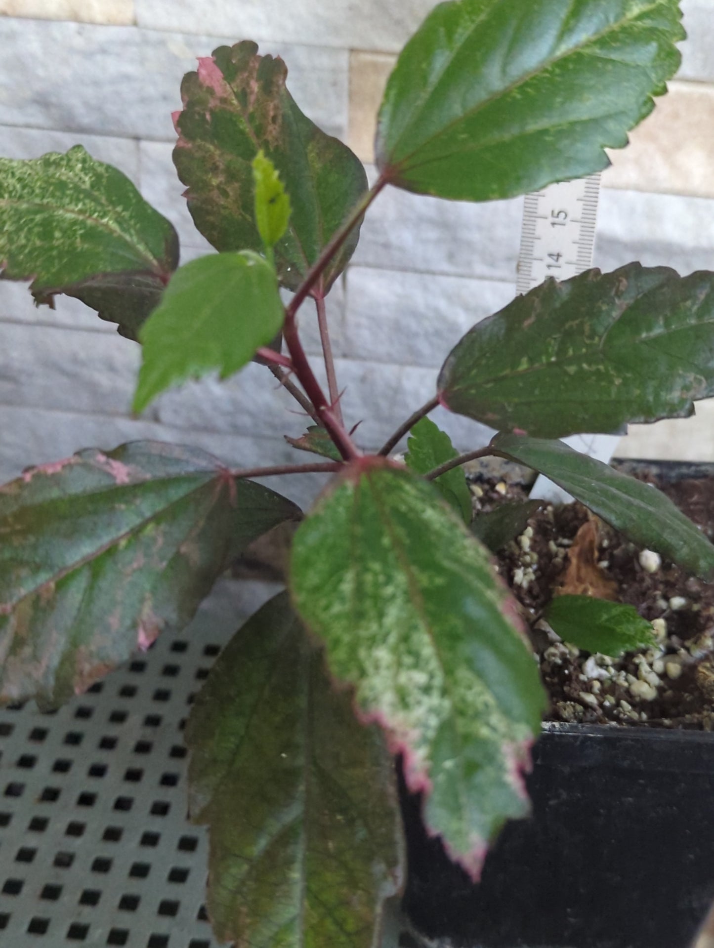 Hibiscus cooperi ROSE FLAKE oder RED HOT - Rarität