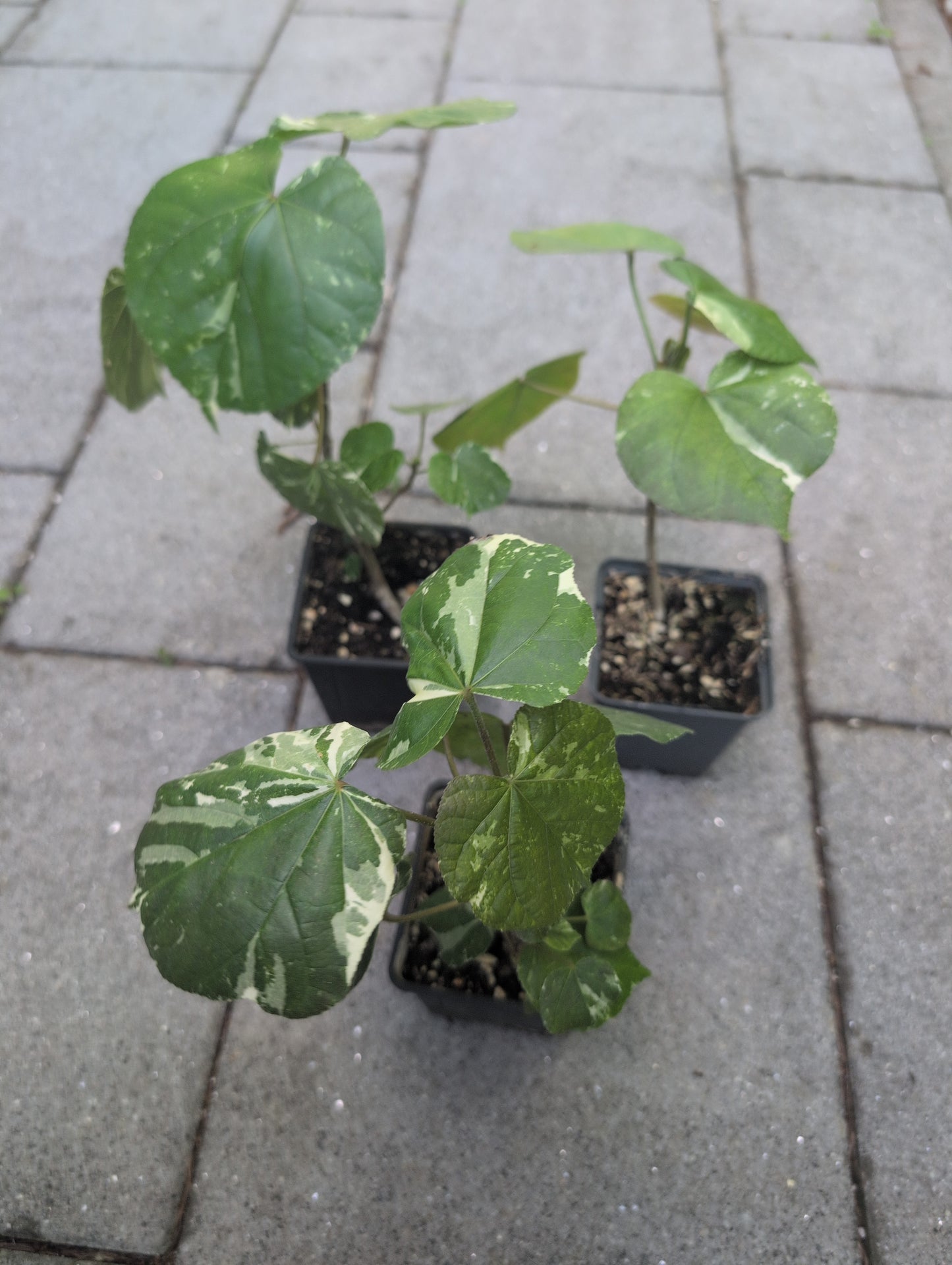 Hibiscus tiliaceus variegata - Rarität