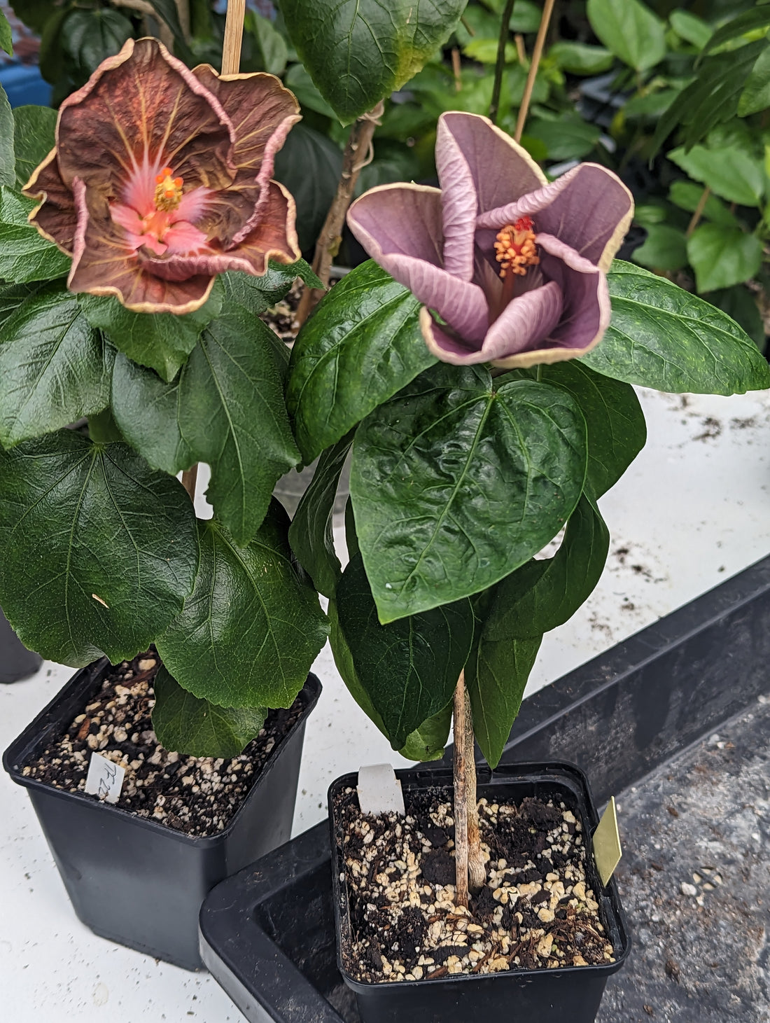 Auch Hibiskus Zwerge können gross blühen