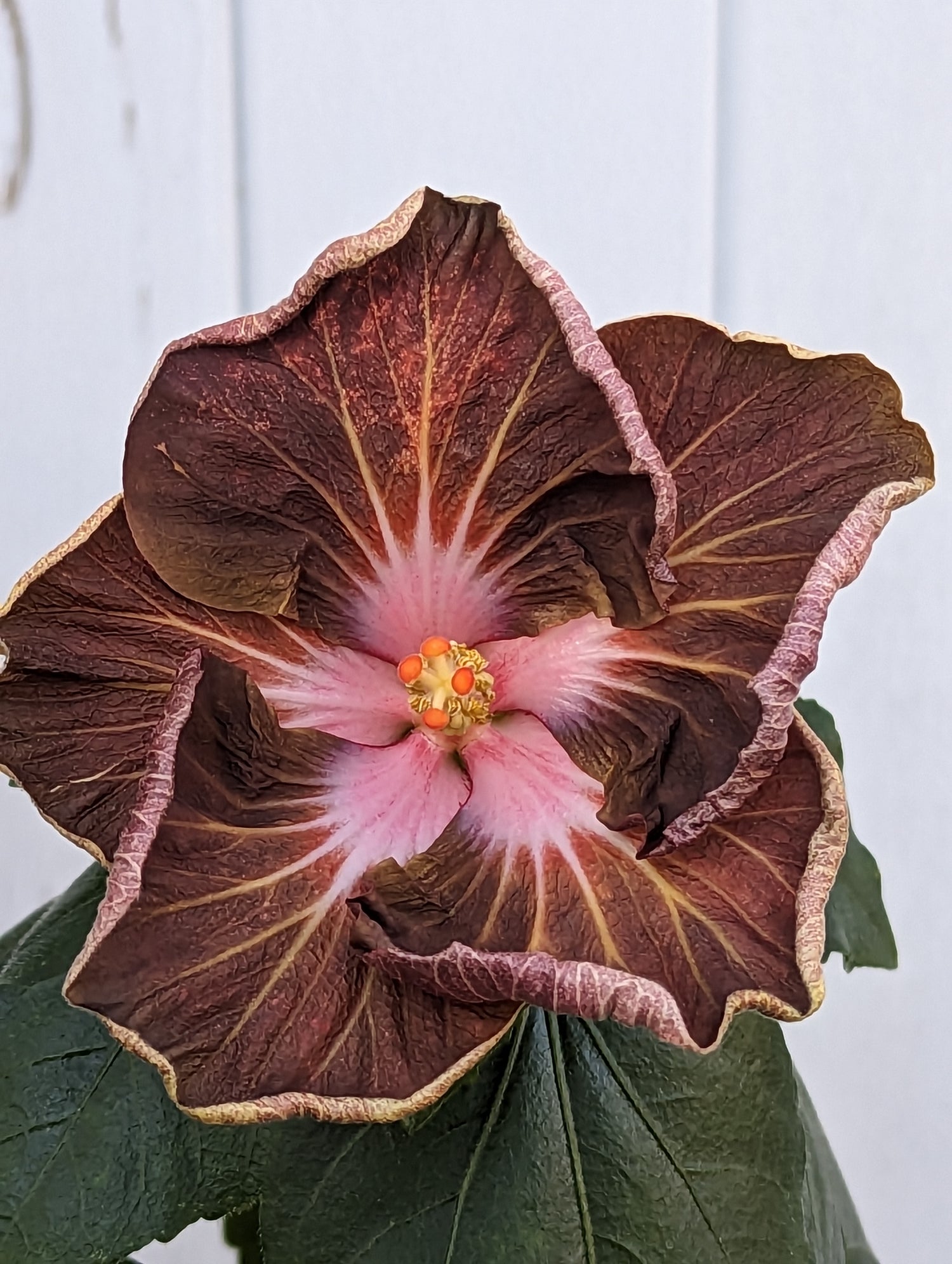 Hibiscus rosa sinensis Hibiskus Kreuzungspflanzen Jungpflanzen Einzelstücke