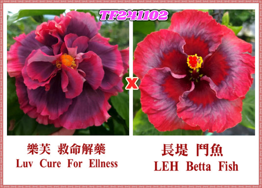 Luv Cure for Ellness x LEH Beta Fish Hibiscus rosa sinensis