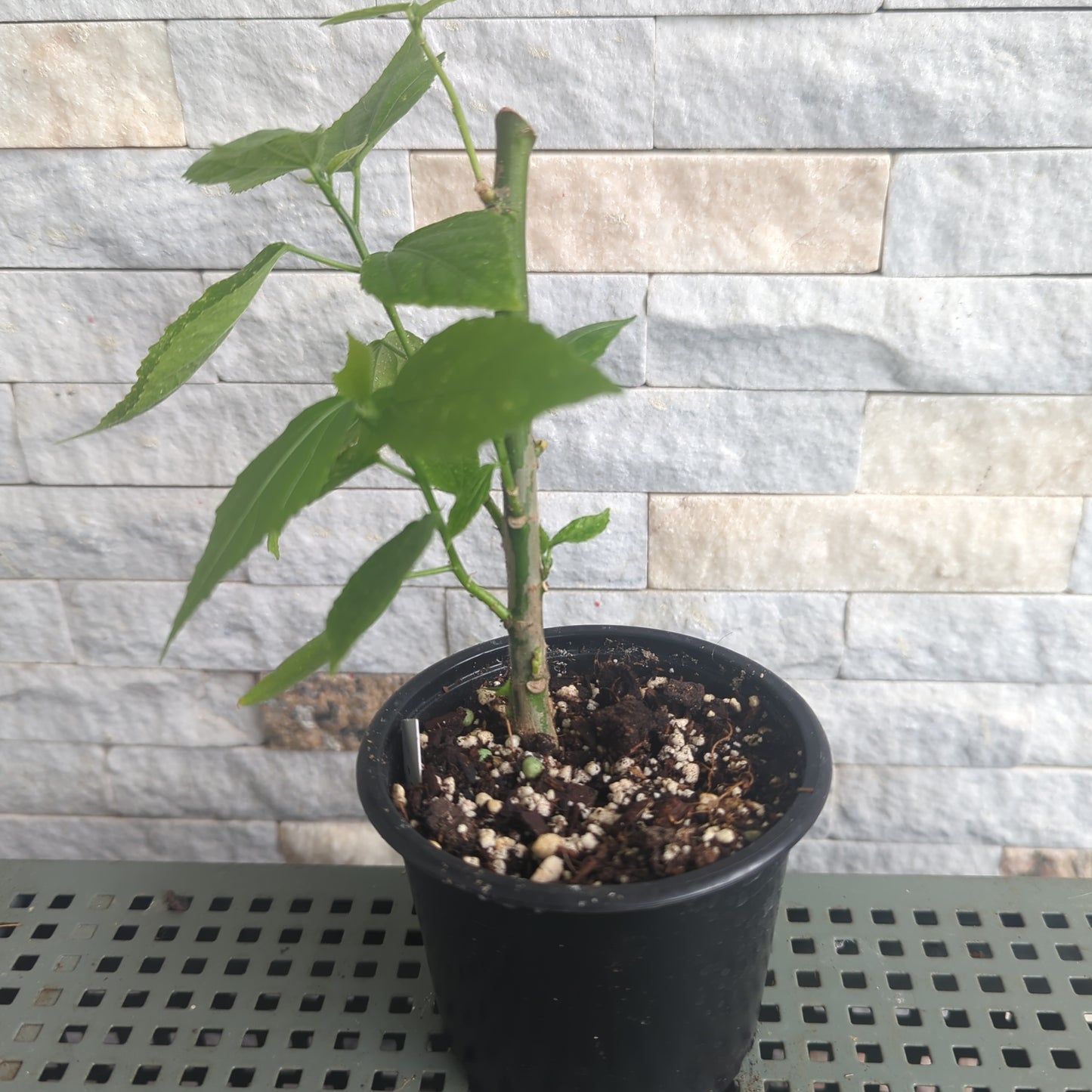 Hibiscus malvaviscus