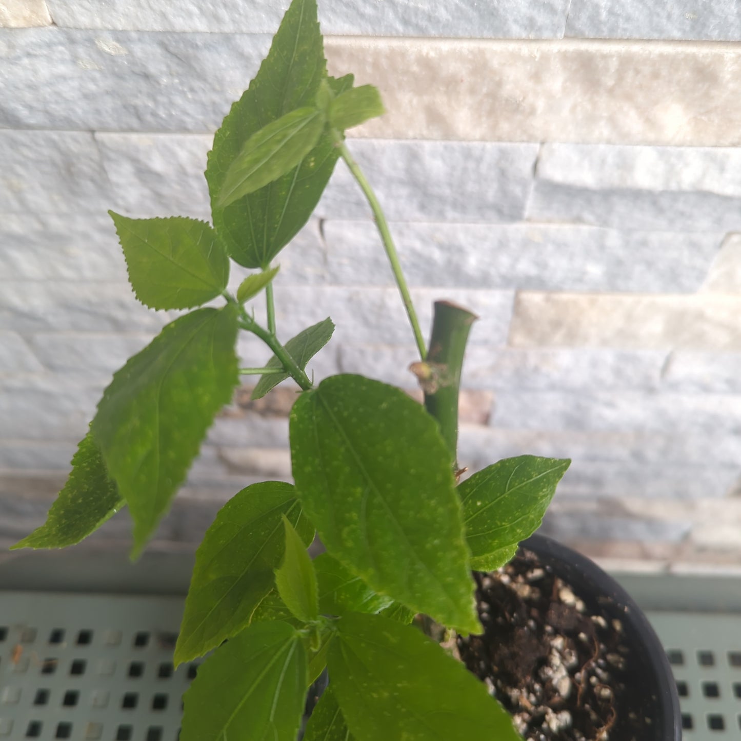 Hibiscus malvaviscus