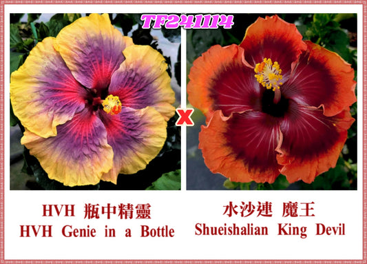 HVH Genie in a Bottle x Shueishalian King Devil Hibiscus rosa sinensis
