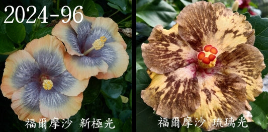 Formosa Aurora Glow x Formosa Glaze Night Hibiscus rosa sinensis