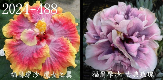 Formosa ? x Formosa ? Hibiscus rosa sinensis SW 2024-488