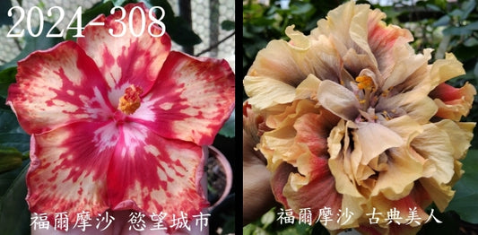Formosa Sex and the City x Formosa Classical Beauty Hibiscus rosa sinensis