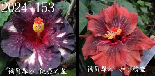 Formosa Slightly Bright Star x Formosa Coffee Elf Hibiscus rosa sinensis