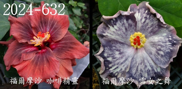 Formosa Coffee Elf x Formosa Dance of Yukionna Hibiscus rosa sinensis