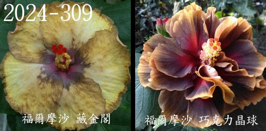 Formosa Treasury x Formosa Chocolate Crystal Ball Hibiscus rosa sinensis