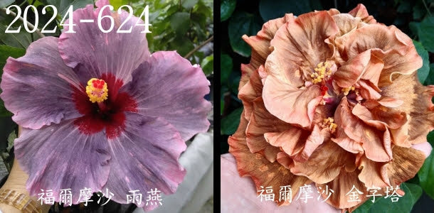 Formosa Yu Yan x Formosa Pyramid Hibiscus rosa sinensis
