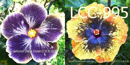 LCC Colored Glazed Violet x LCC I am still here next year