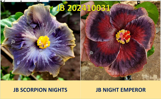 JB Night Emperor x JB Scorpion Nights