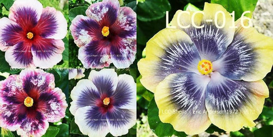 LCC Girl with a Pearl x LCC Sheila Hibiscus rosa sinensis Kreuzungspflanze
