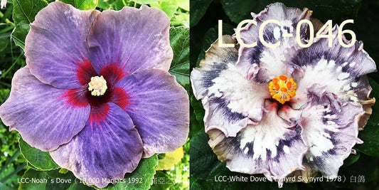LCC Noah's Dove x LCC White Dove Hibiscus rosa sinensis Kreuzungspflanze