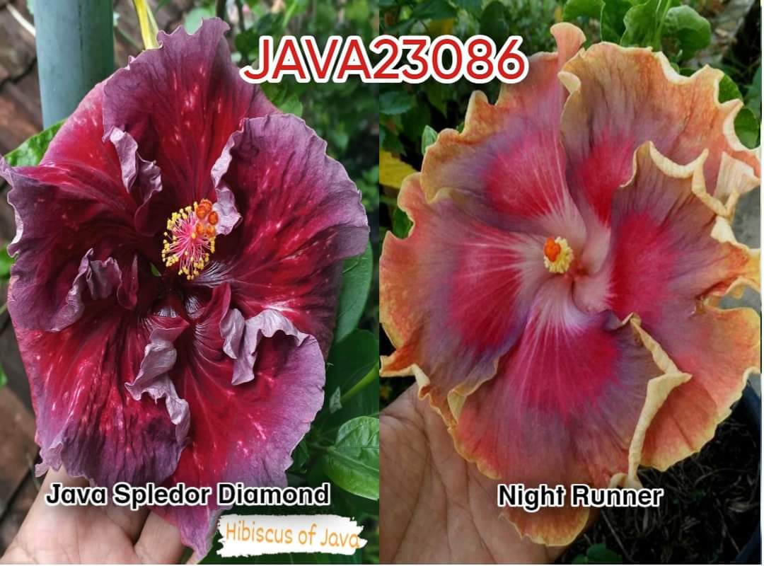 Java Splendor Diamond x Night Runner Java 23086 Hibiscus rosa sinensis